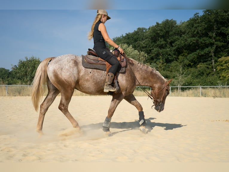 Appaloosa Gelding 4 years  in Niedermohr