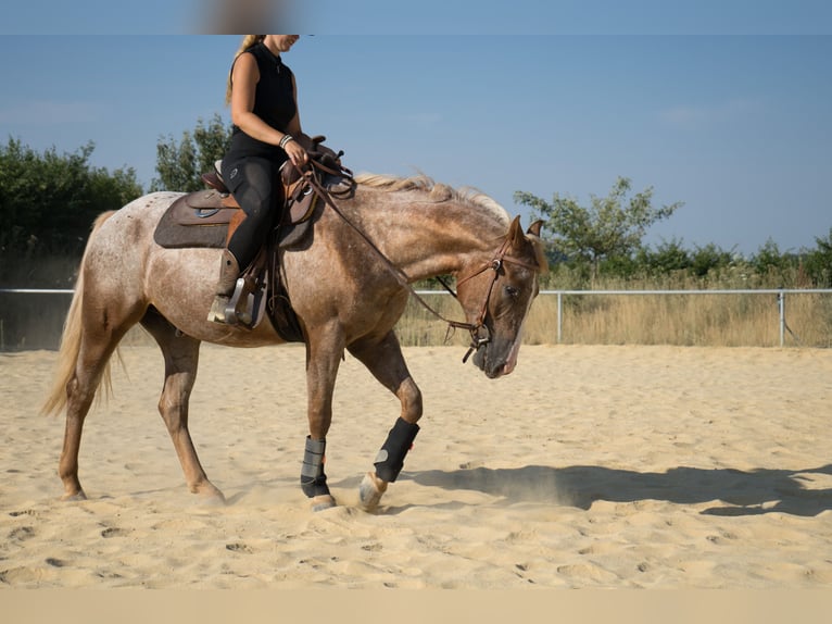 Appaloosa Gelding 4 years  in Niedermohr