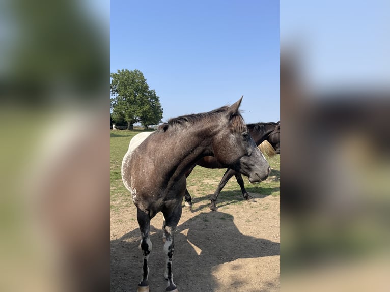 Appaloosa Gelding 4 years in Kempfeld