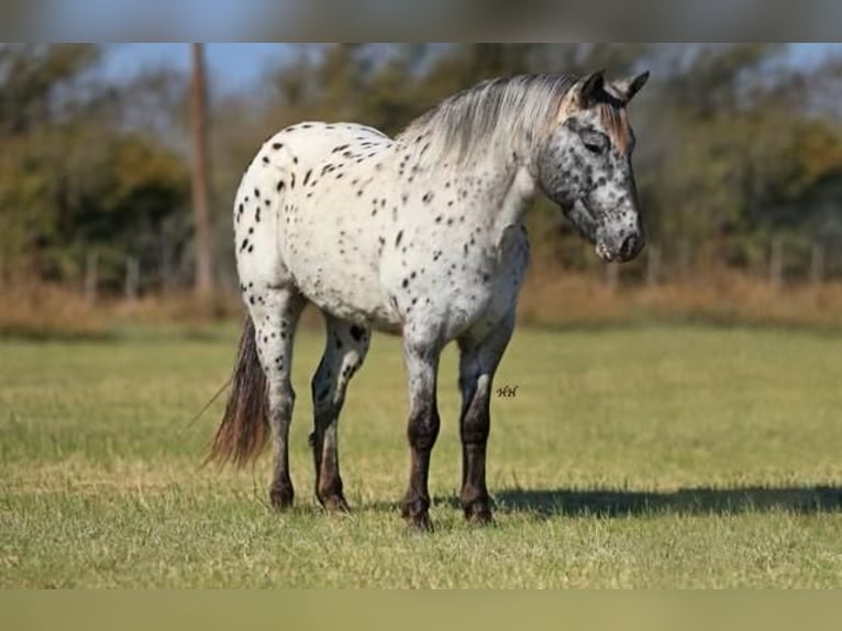 Appaloosa Gelding 5 years 13 hh in Grandview, TX