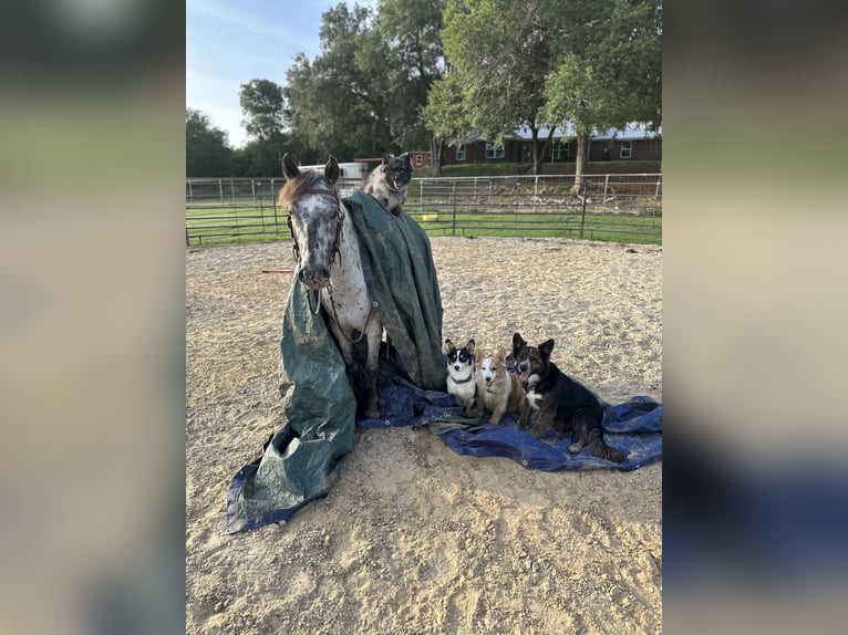 Appaloosa Gelding 5 years 13 hh in Grandview, TX