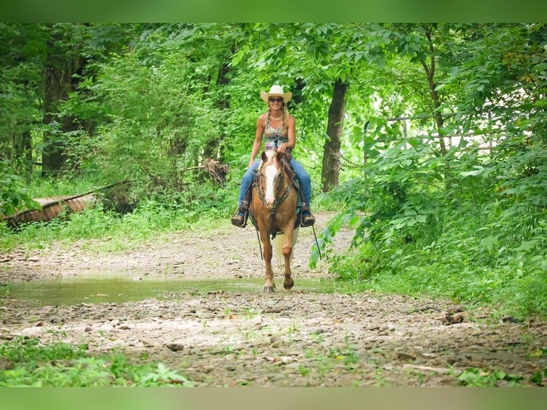 Appaloosa Gelding 5 years 14,1 hh Palomino in Flemingsburg KY