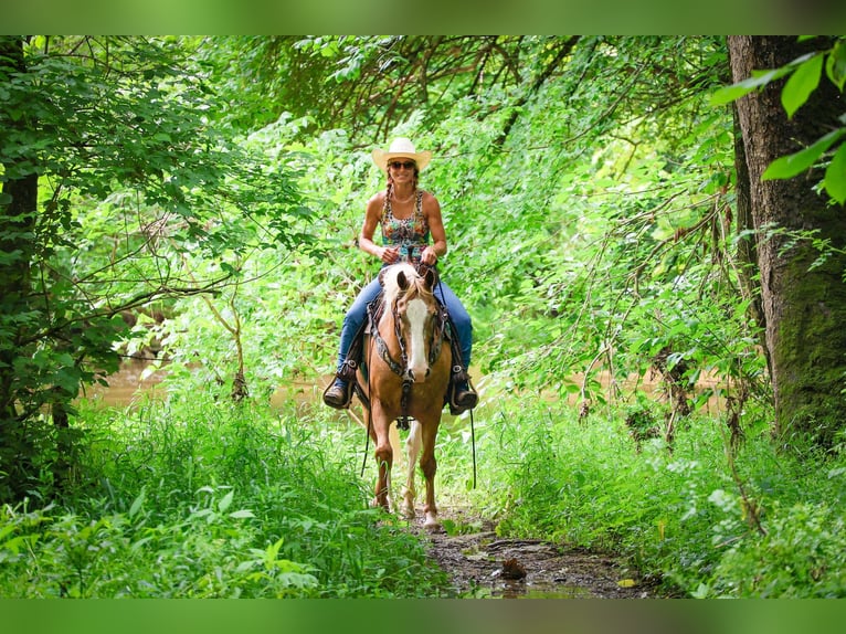 Appaloosa Gelding 5 years 14,1 hh Palomino in Flemingsburg KY