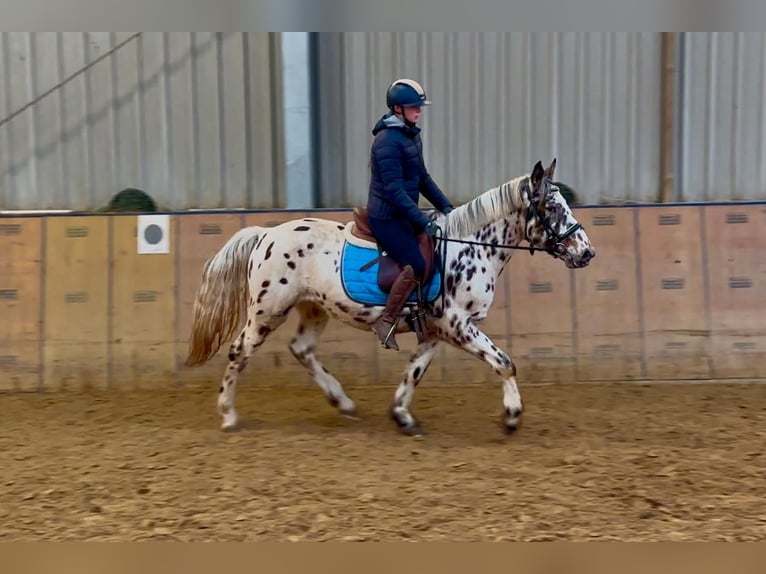 Appaloosa Gelding 5 years 14,2 hh Leopard-Piebald in Neustadt (Wied)