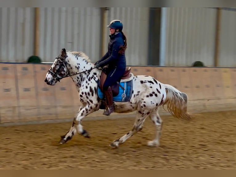 Appaloosa Gelding 5 years 14,2 hh Leopard-Piebald in Neustadt (Wied)