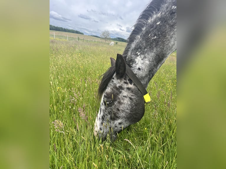 Appaloosa Gelding 5 years 14.2 hh Leopard-Piebald in Putzbrunn