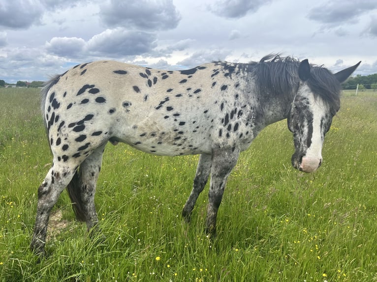 Appaloosa Gelding 5 years 14.2 hh Leopard-Piebald in Putzbrunn