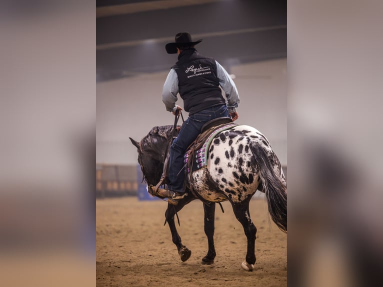 Appaloosa Gelding 5 years 14.3 hh Leopard-Piebald in Canistota