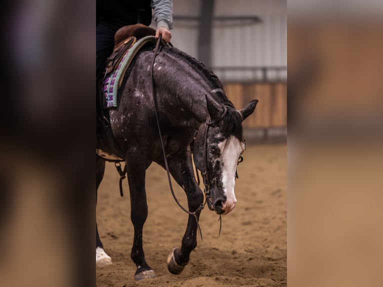 Appaloosa Gelding 5 years 14.3 hh Leopard-Piebald in Canistota