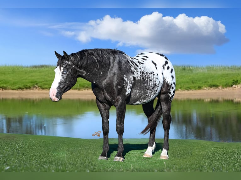Appaloosa Gelding 5 years 14.3 hh Leopard-Piebald in Canistota