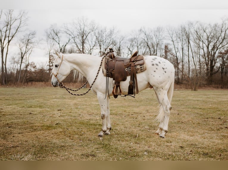 Appaloosa Gelding 5 years 14.3 hh Leopard-Piebald in North Judson