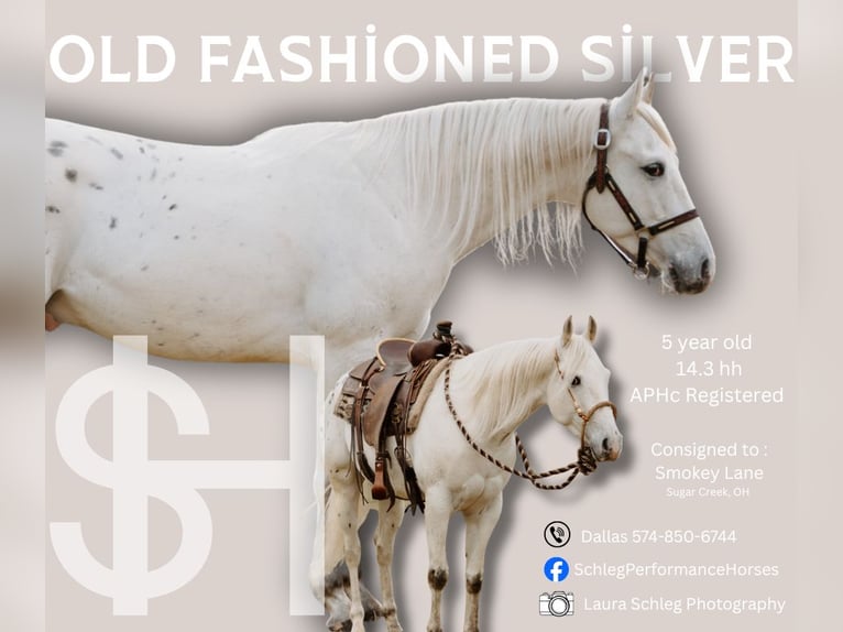 Appaloosa Gelding 5 years 14.3 hh Leopard-Piebald in North Judson