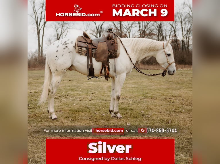 Appaloosa Gelding 5 years 14.3 hh Leopard-Piebald in North Judson