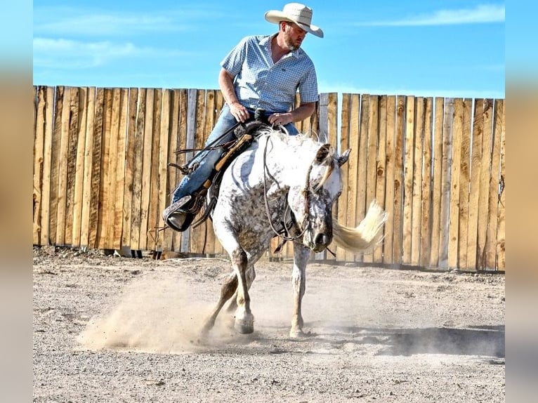 Appaloosa Gelding 5 years 14 hh  in Rigby