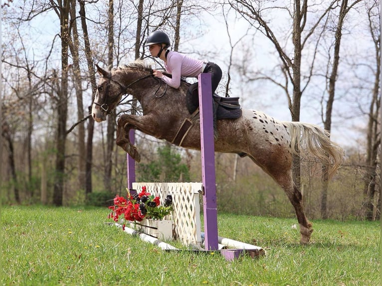 Appaloosa Gelding 5 years 14,1 hh Roan-Bay in Howell, MI