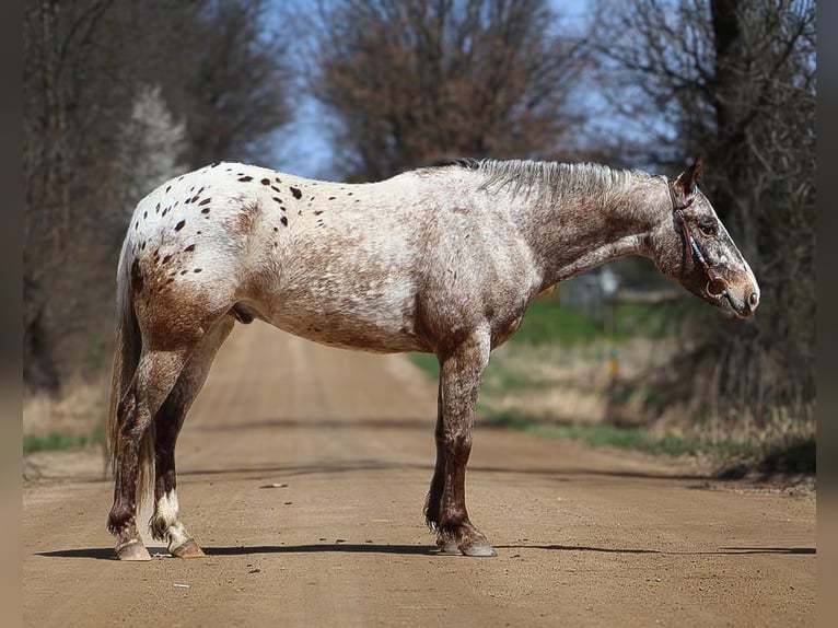 Appaloosa Gelding 5 years 14,1 hh Roan-Bay in Howell, MI