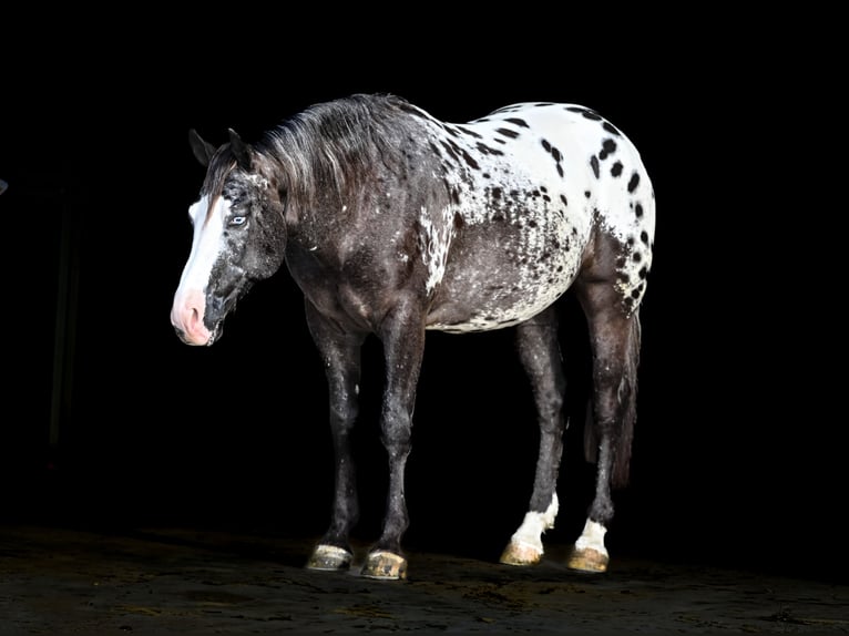 Appaloosa Gelding 5 years 14,3 hh Leopard-Piebald in Canistota