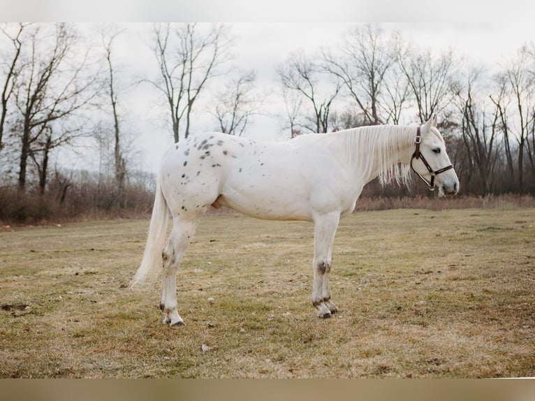 Appaloosa Gelding 5 years 14,3 hh Leopard-Piebald in North Judson