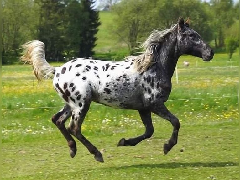 Appaloosa Gelding 5 years 15.1 hh Black in Jablonec nad Nisou