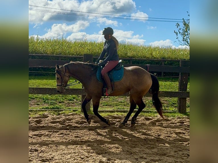 Appaloosa Gelding 5 years 15,1 hh Buckskin in Daleiden