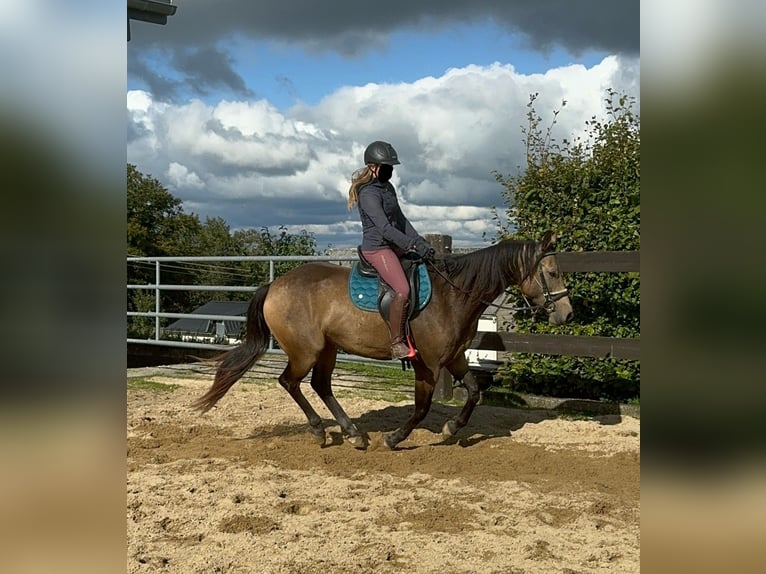 Appaloosa Gelding 5 years 15,1 hh Buckskin in Daleiden