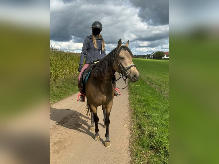 Appaloosa Gelding 5 years 15,1 hh Buckskin in Daleiden