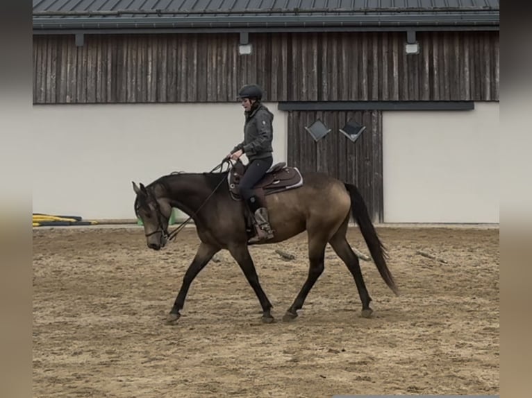 Appaloosa Gelding 5 years 15,1 hh Buckskin in Daleiden