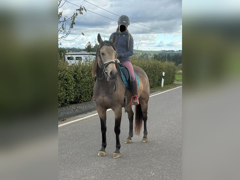 Appaloosa Gelding 5 years 15,1 hh Buckskin in Daleiden