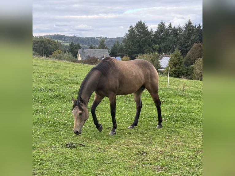 Appaloosa Gelding 5 years 15,1 hh Buckskin in Daleiden