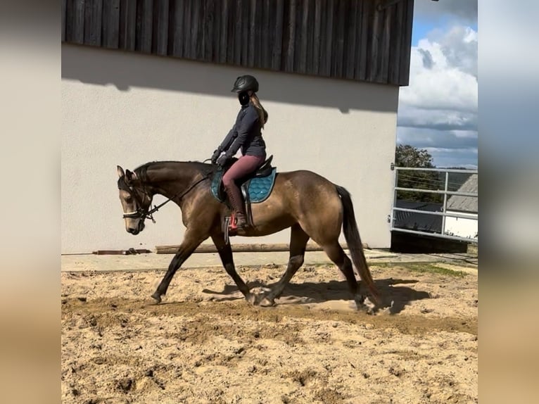 Appaloosa Gelding 5 years 15,1 hh Buckskin in Daleiden