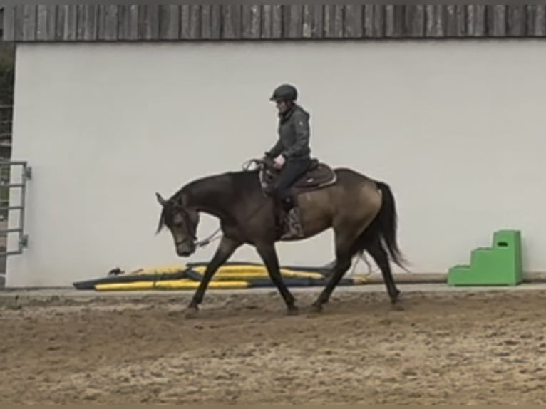 Appaloosa Gelding 5 years 15,1 hh Buckskin in Daleiden