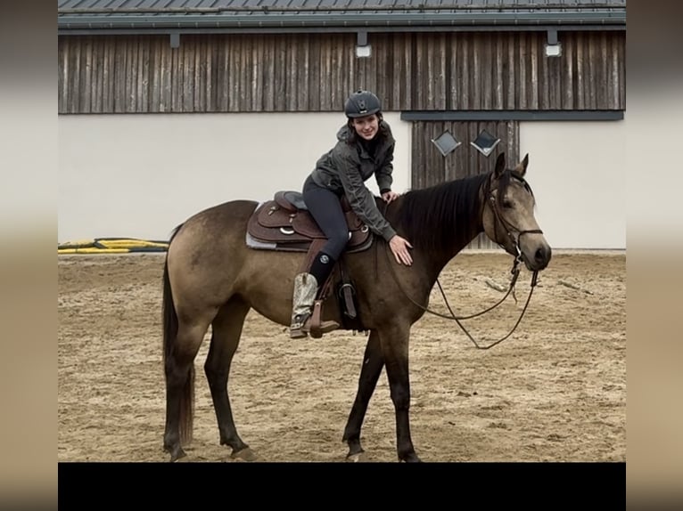 Appaloosa Gelding 5 years 15,1 hh Buckskin in Daleiden