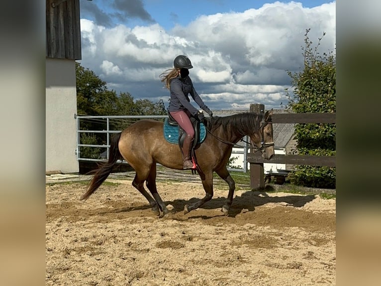 Appaloosa Gelding 5 years 15,1 hh Buckskin in Daleiden