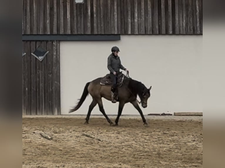 Appaloosa Gelding 5 years 15,1 hh Buckskin in Daleiden