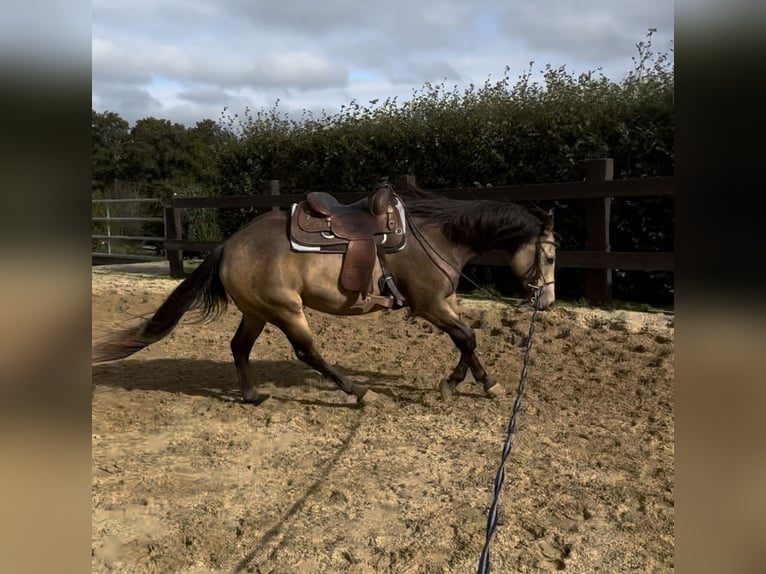 Appaloosa Gelding 5 years 15,1 hh Buckskin in Daleiden