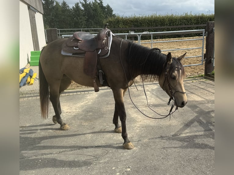 Appaloosa Gelding 5 years 15,1 hh Buckskin in Daleiden