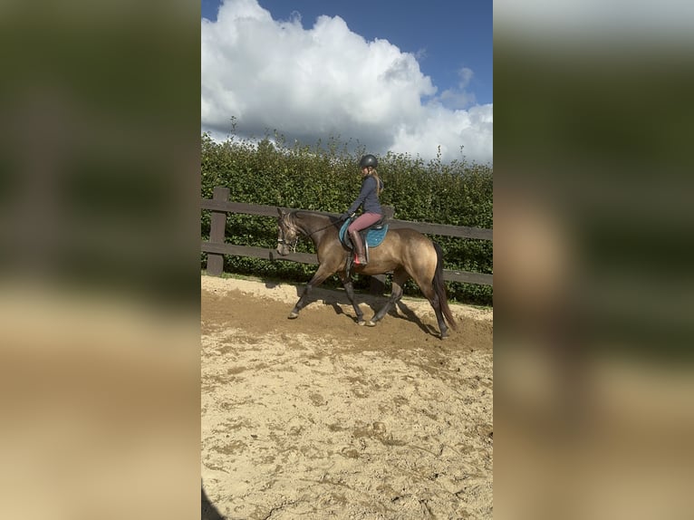 Appaloosa Gelding 5 years 15,1 hh Buckskin in Daleiden