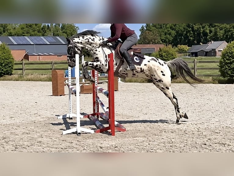 Appaloosa Gelding 5 years 15.1 hh Leopard-Piebald in Oud Gastel