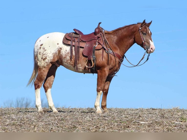 Appaloosa Gelding 5 years 15,2 hh Chestnut in Clarion, PA