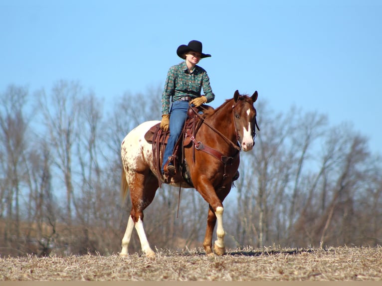 Appaloosa Gelding 5 years 15,2 hh Chestnut in Clarion, PA