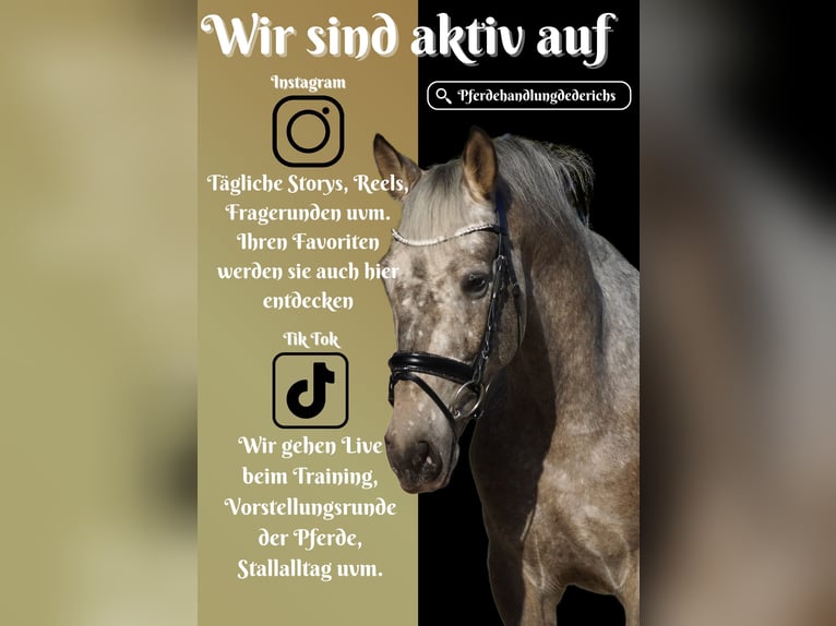 Appaloosa Mix Gelding 5 years 15,3 hh Leopard-Piebald in Nettersheim