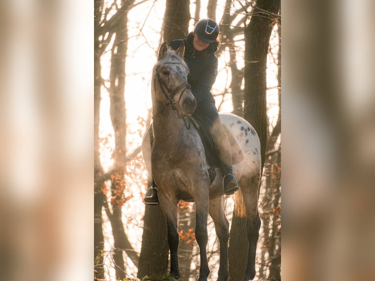 Appaloosa Mix Gelding 5 years 15,3 hh Leopard-Piebald in Nettersheim