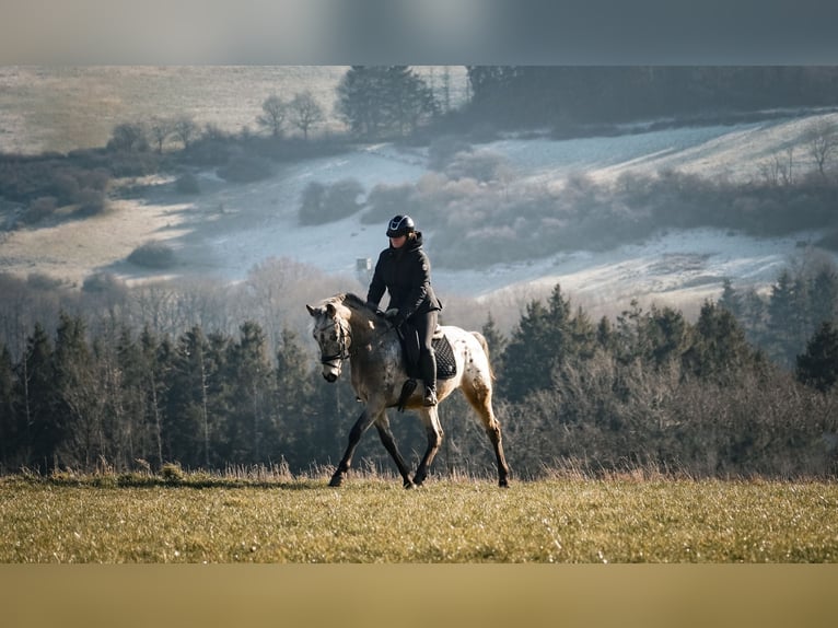 Appaloosa Mix Gelding 5 years 15,3 hh Leopard-Piebald in Nettersheim