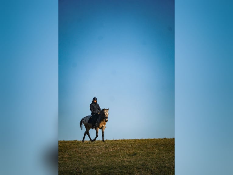 Appaloosa Mix Gelding 5 years 15,3 hh Leopard-Piebald in Nettersheim