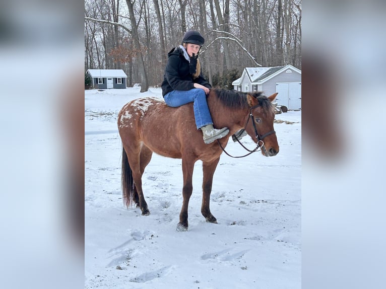 Appaloosa Mix Gelding 5 years 15 hh Bay in White Hall
