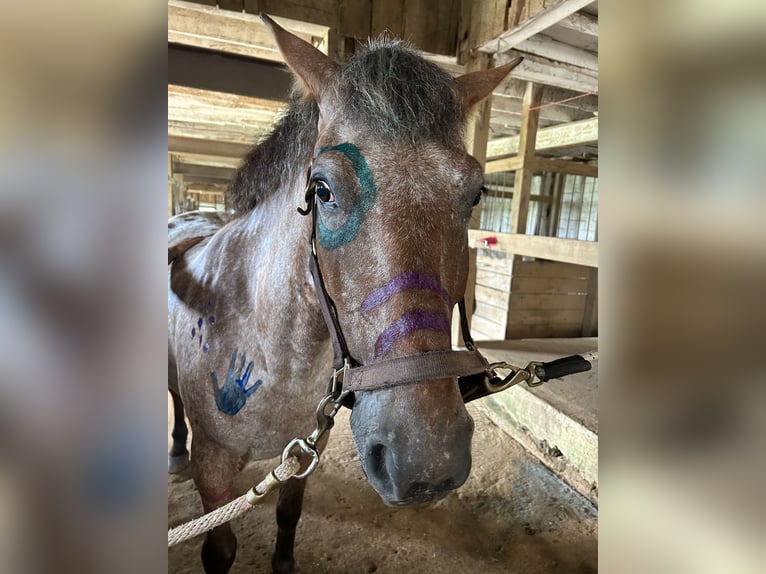 Appaloosa Mix Gelding 5 years 15 hh Bay in White Hall