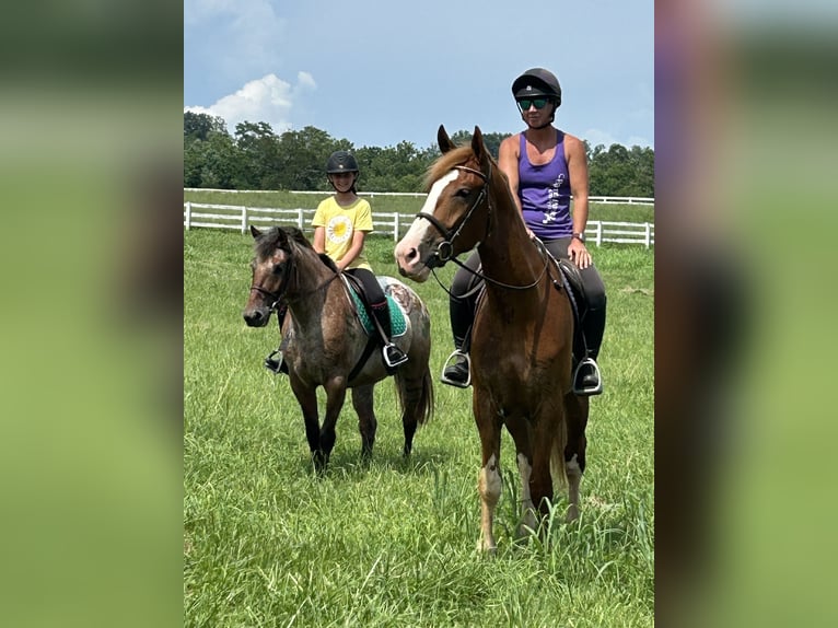 Appaloosa Mix Gelding 5 years 15 hh Bay in White Hall