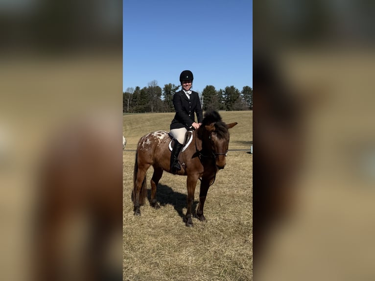 Appaloosa Mix Gelding 5 years 15 hh Bay in White Hall