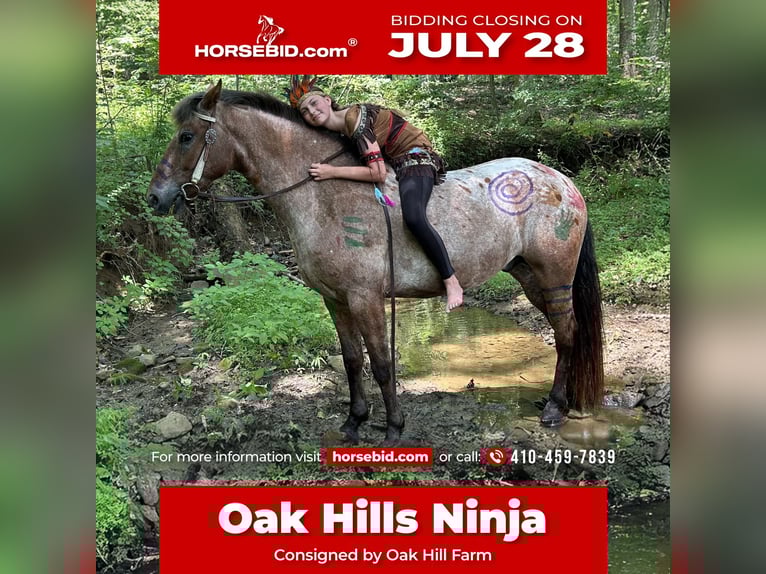 Appaloosa Mix Gelding 5 years 15 hh Bay in White Hall