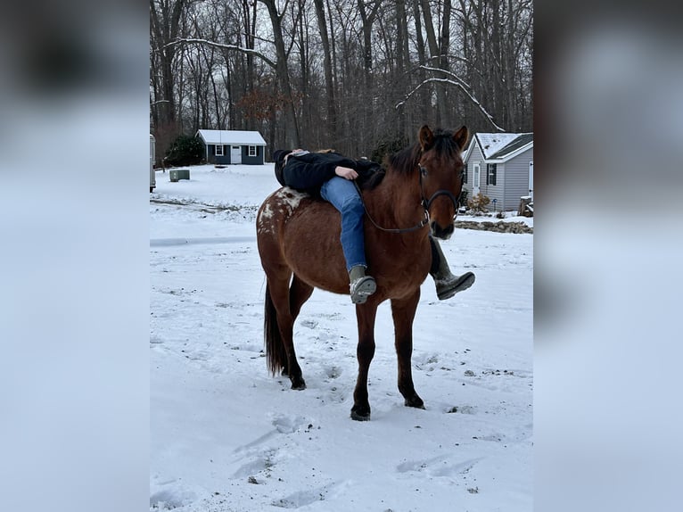 Appaloosa Mix Gelding 5 years 15 hh Bay in White Hall